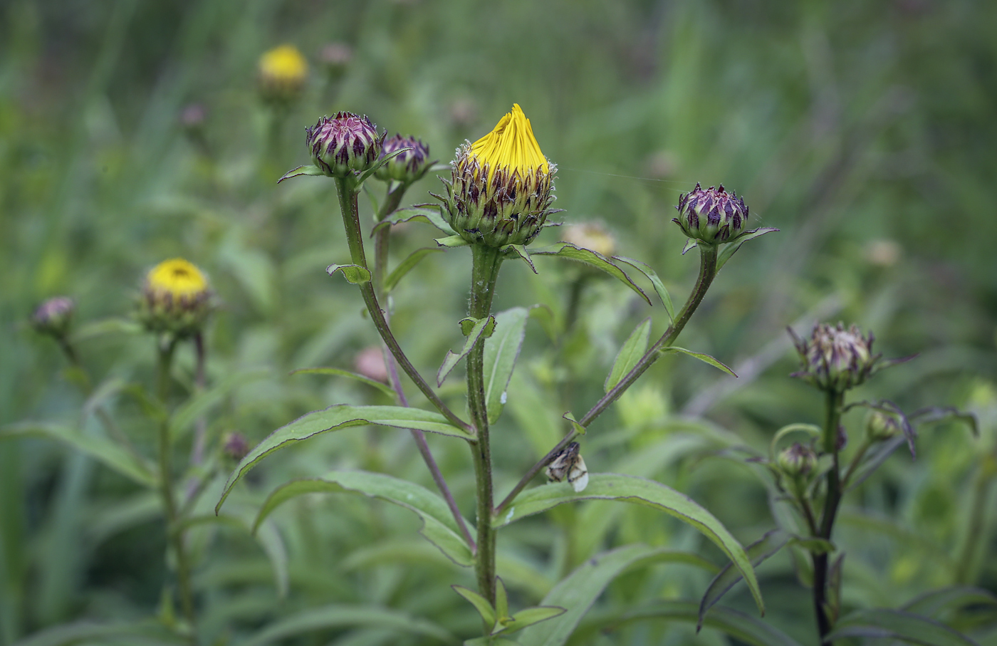 Изображение особи Inula salicina.