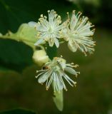 Tilia platyphyllos