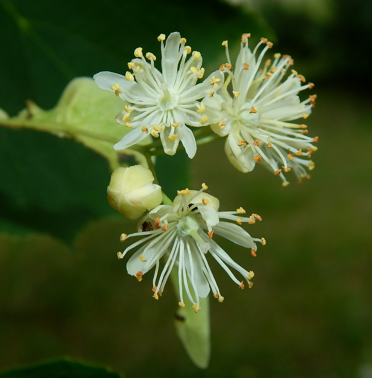 Изображение особи Tilia platyphyllos.