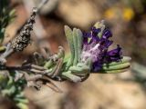 Lavandula stoechas. Верхушка побега с соцветием и прошлогоднее засохшее соплодие. Греция, Эгейское море, о. Сирос, юго-восточное побережье, возле грунтовой дороги на высоком берегу. 20.04.2021.