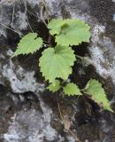 Humulus lupulus