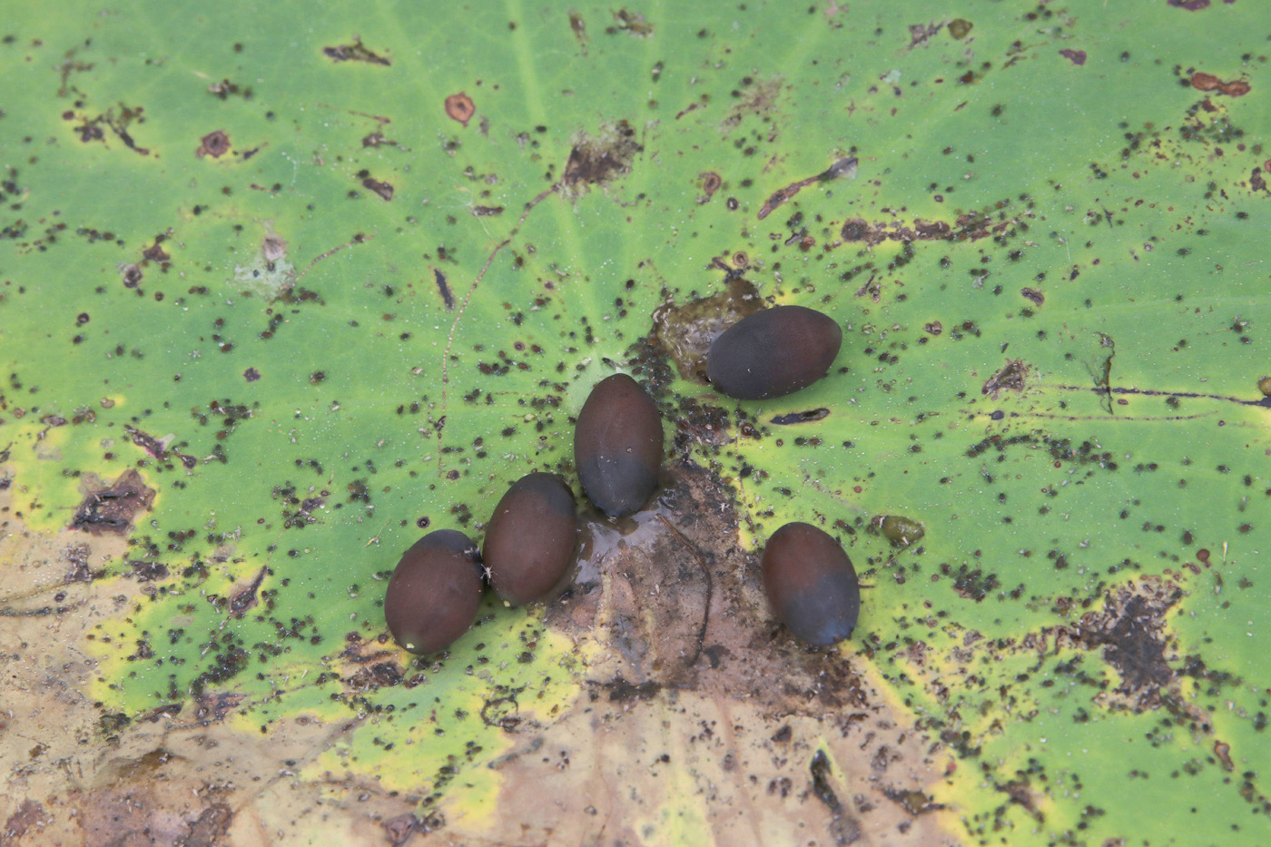 Image of Nelumbo komarovii specimen.