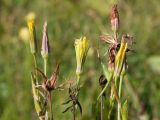 Tragopogon dasyrhynchus. Верхушки побегов с соцветиями и соплодиями. Краснодарский край, Крымский р-н, окр. хут. Гапоновский, ур. Николаевское, разнотравный луг. 18.09.2021.