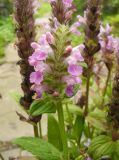 Nepeta nervosa