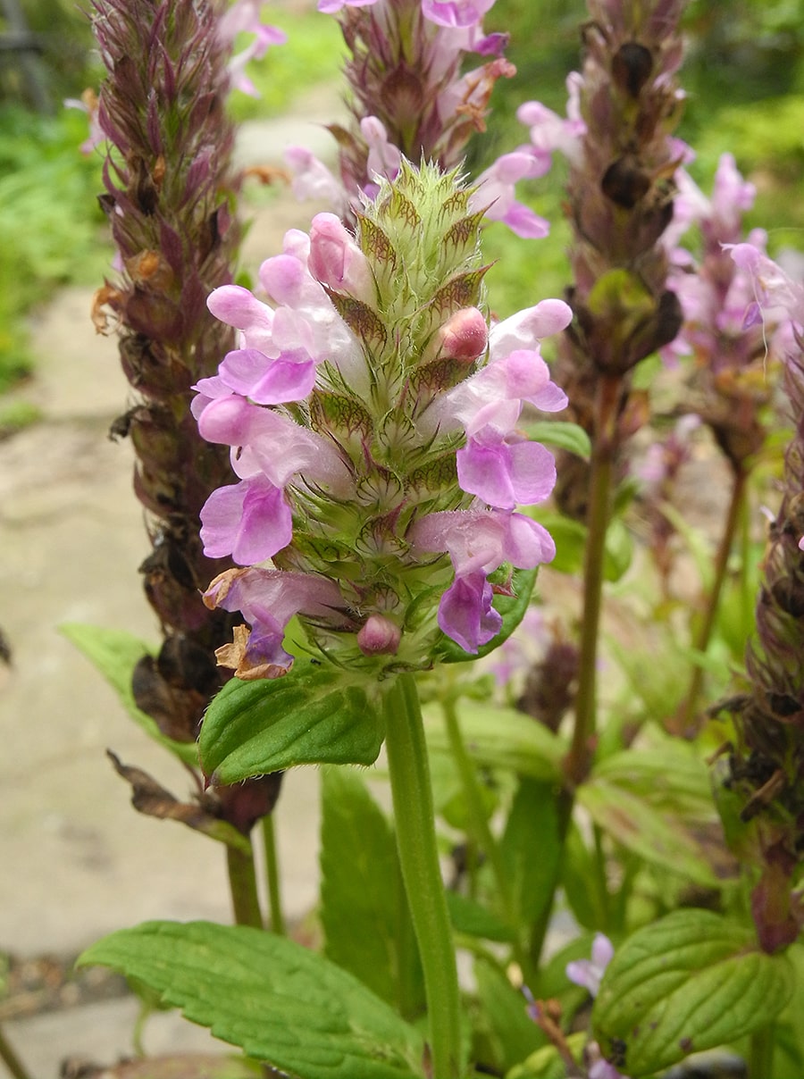 Изображение особи Nepeta nervosa.