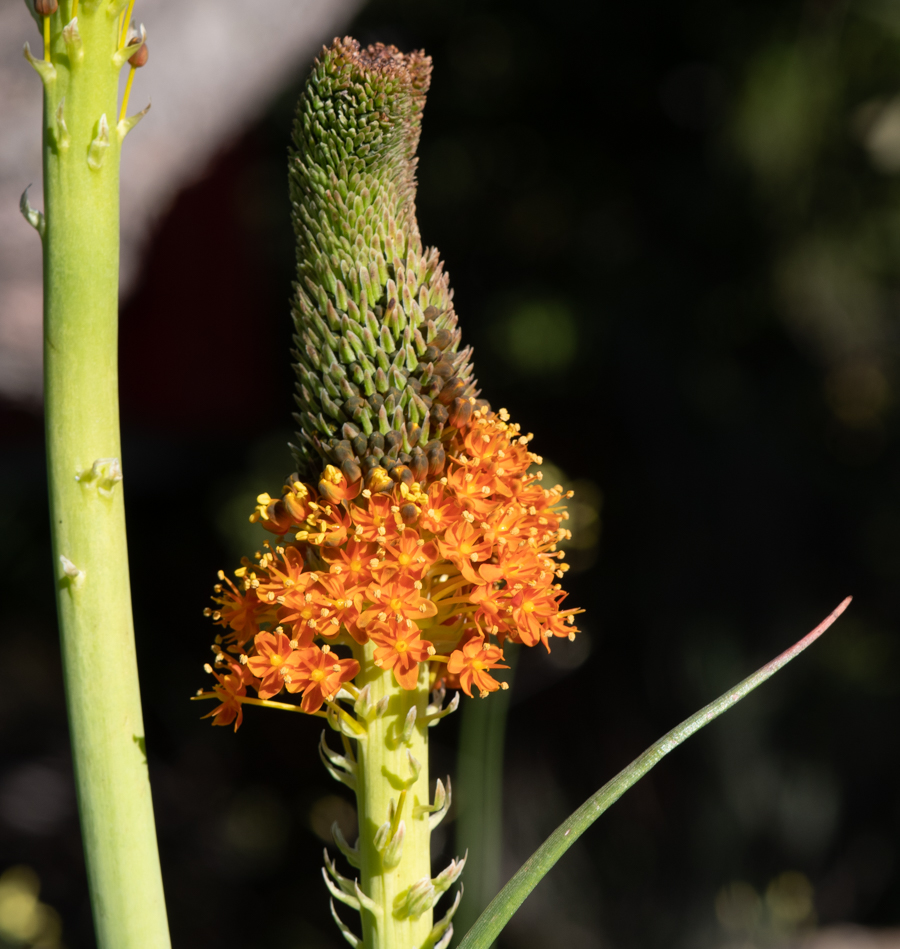 Image of Bulbinella latifolia specimen.