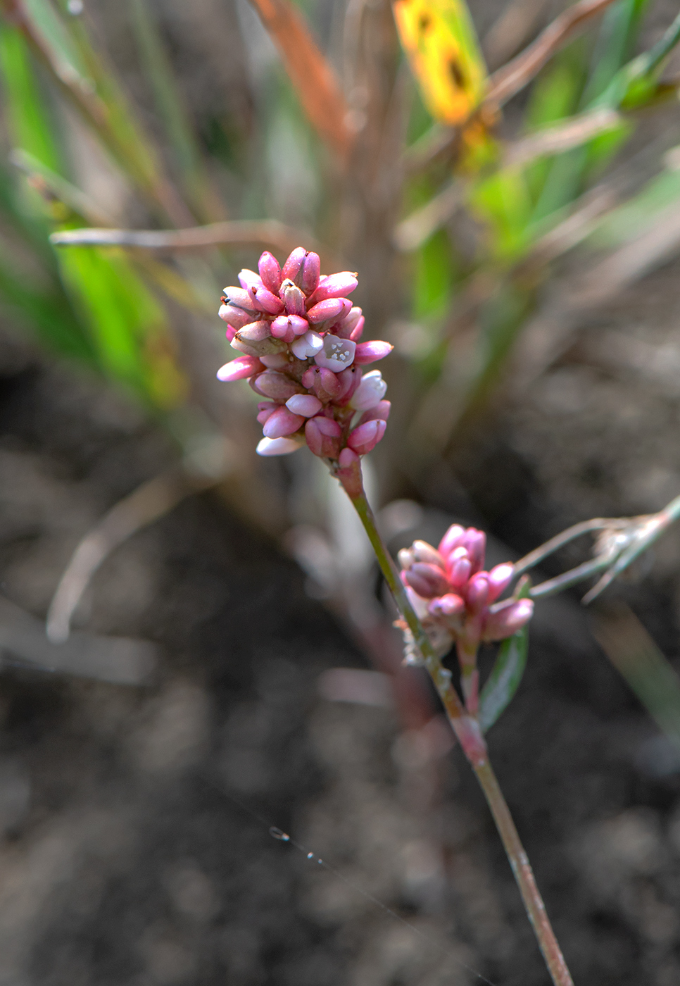 Image of Persicaria maculosa specimen.