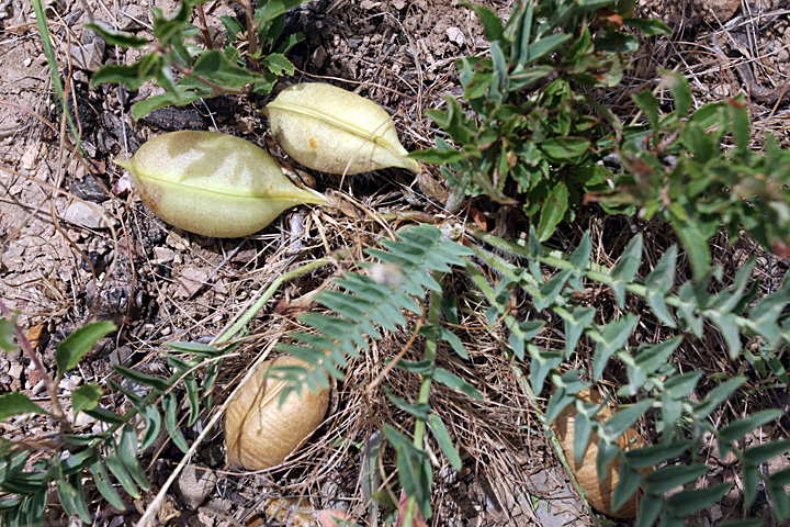 Image of Astragalus virens specimen.