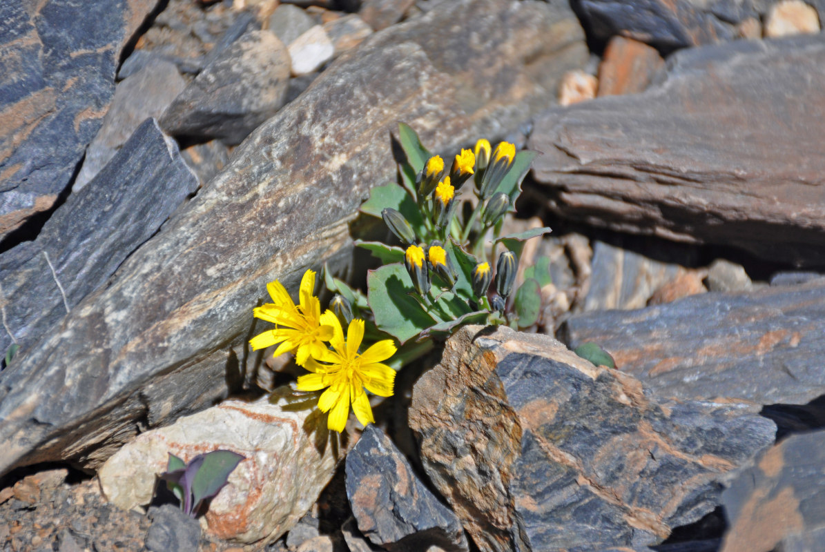 Image of Crepis nana specimen.