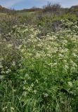 Anthriscus sylvestris