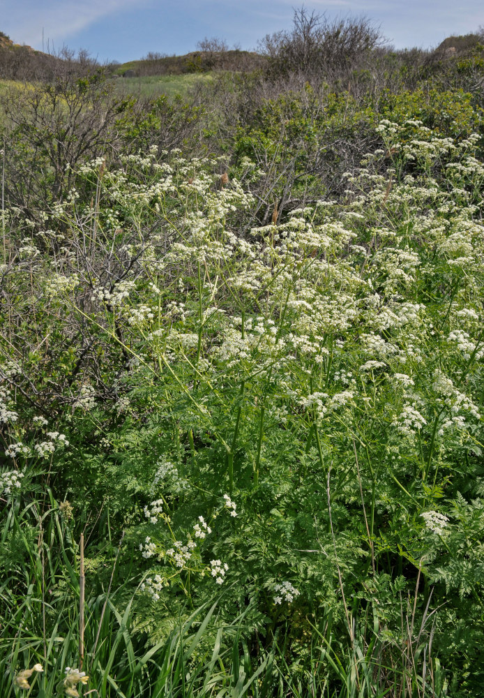 Изображение особи Anthriscus sylvestris.