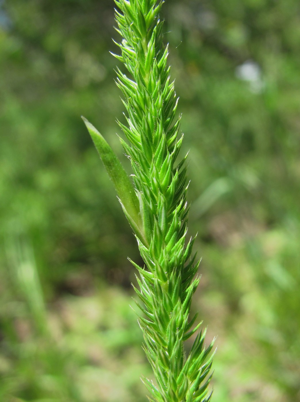 Изображение особи Phleum montanum.