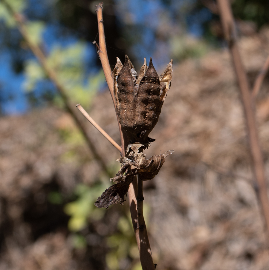 Image of Hibiscus laevis specimen.