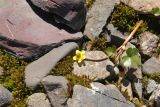 Ranunculus natans