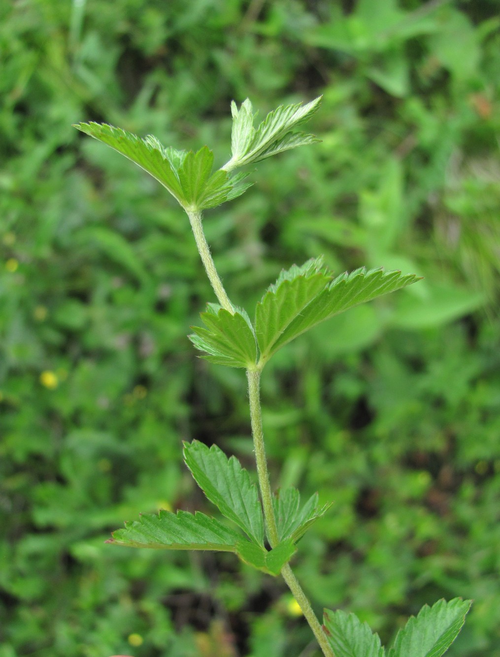 Image of Potentilla erecta specimen.