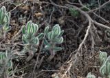 Sedobassia sedoides. Молодые растения. Калмыкия, Лаганский р-н, г. Лагань, пустырь. 22.04.2021.