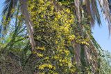 Parkinsonia florida