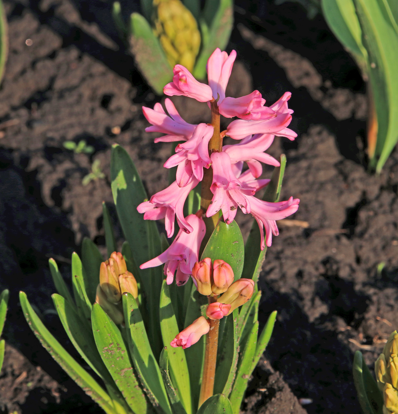 Image of Hyacinthus orientalis specimen.