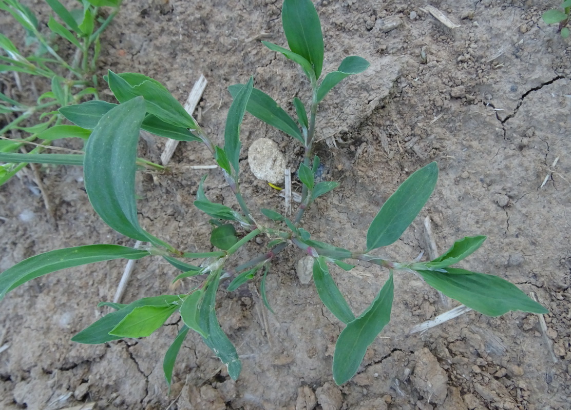 Image of genus Polygonum specimen.