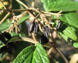 Viburnum rhytidophyllum. Осыпающееся соплодие. Крым, Симферополь, ботсад университета. 1 ноября 2010 г.