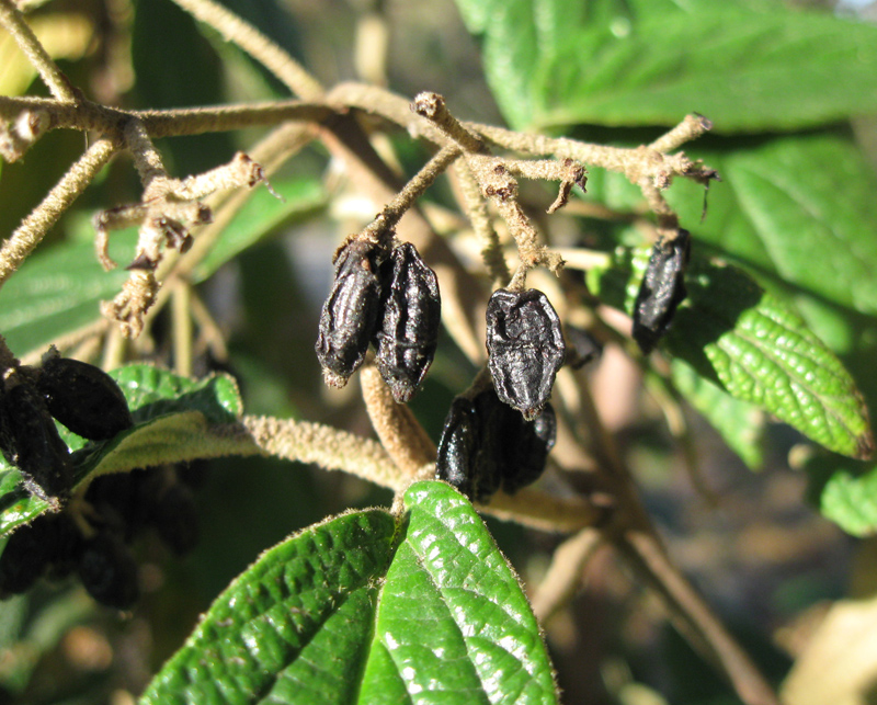 Изображение особи Viburnum rhytidophyllum.