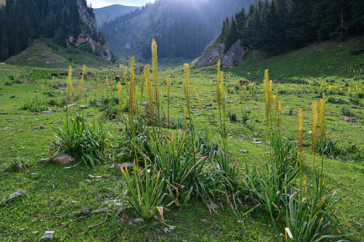 Изображение особи Eremurus fuscus.