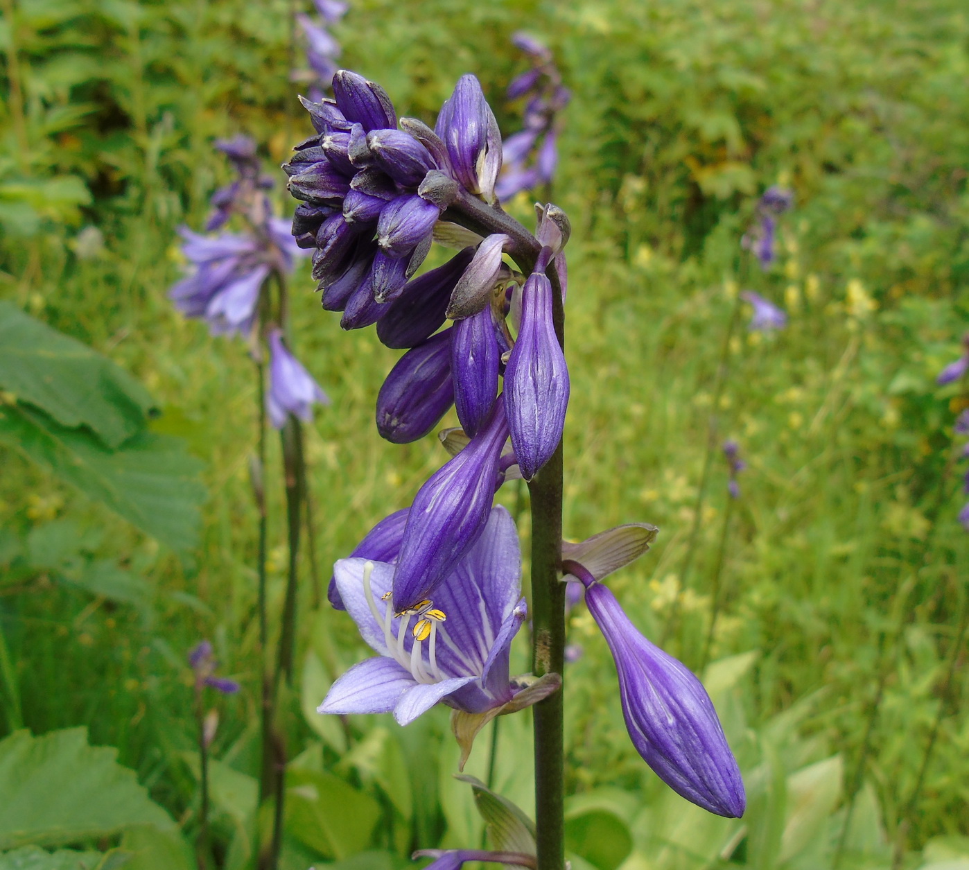 Image of Hosta rectifolia specimen.