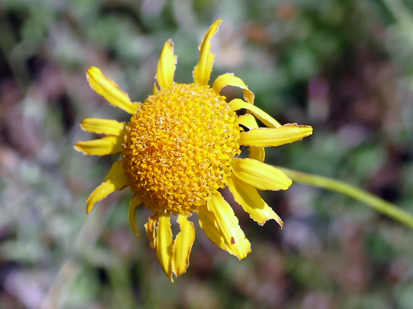 Изображение особи Anthemis monantha.