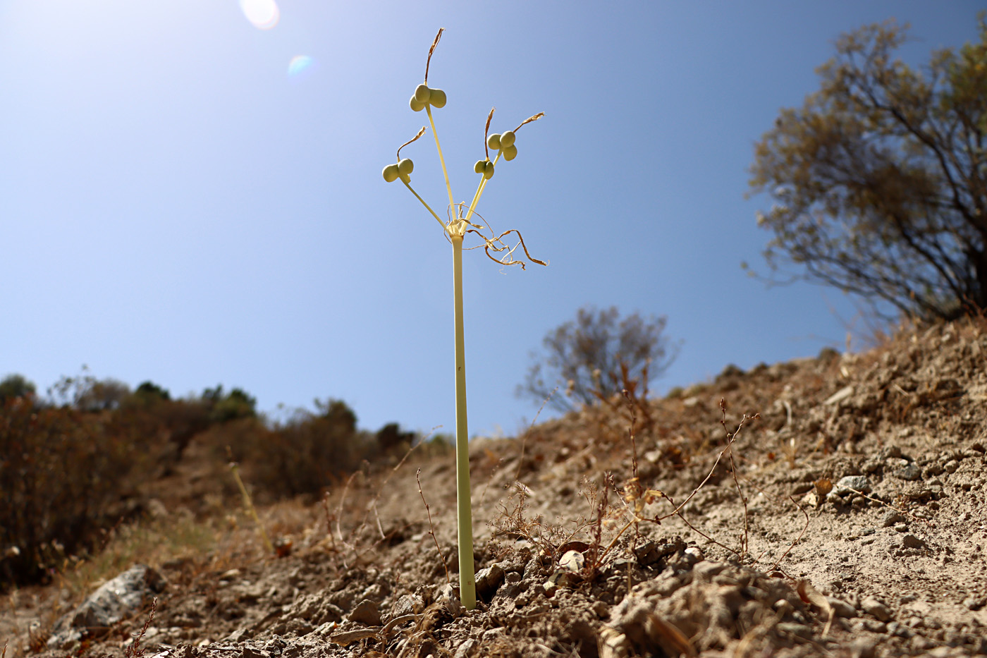 Image of Ungernia victoris specimen.