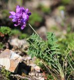 Oxytropis mandshurica. Часть цветущего растения. Приморский край, Ольгинский р-н, окр. пос. Тимофеевка, мыс Четырёх Скал, каменистый приморский склон. 02.09.2022.