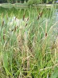 Typha angustifolia