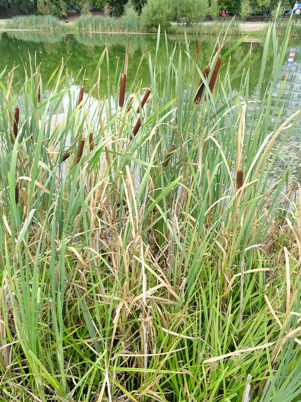 Image of Typha angustifolia specimen.