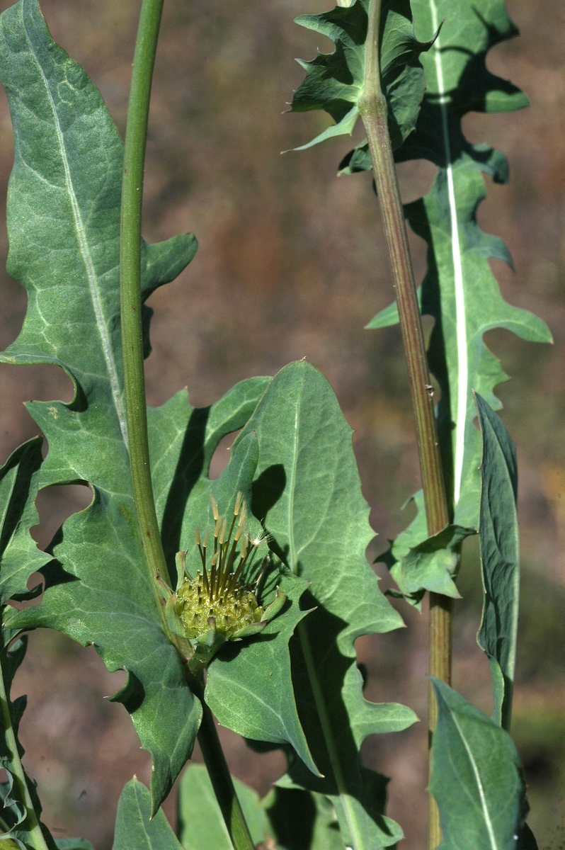 Изображение особи Heteracia szovitsii.