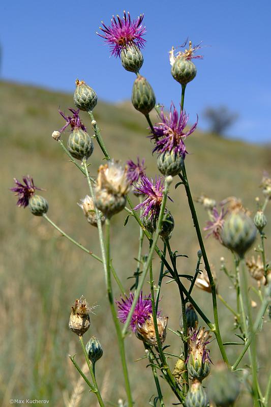 Изображение особи Centaurea adpressa.