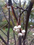 Sorbus koehneana