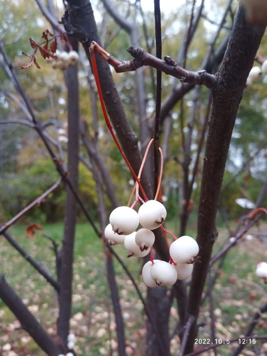 Image of Sorbus koehneana specimen.