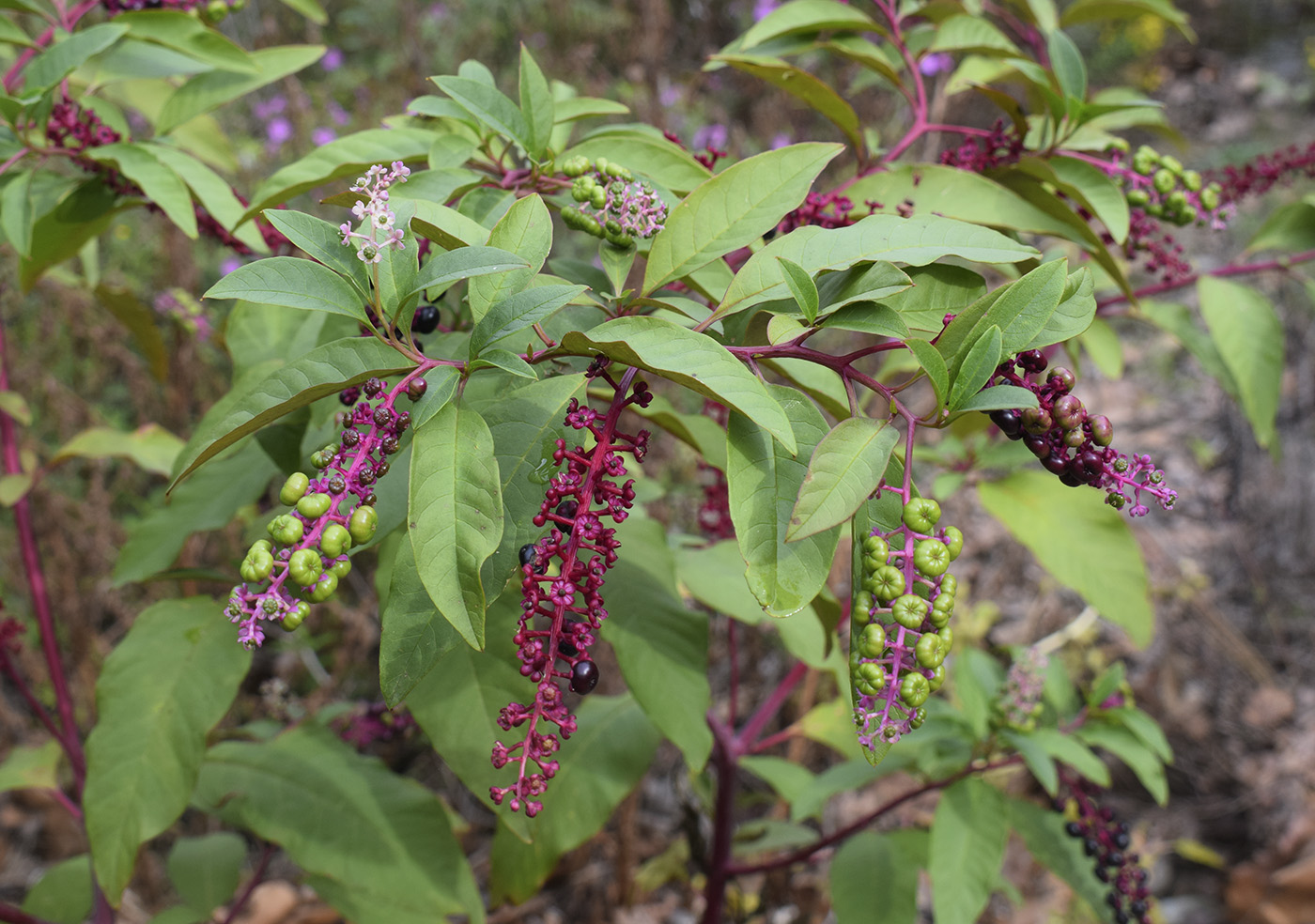 Изображение особи Phytolacca americana.