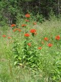 Lychnis chalcedonica. Цветущие растения. Иркутская обл., Иркутский р-н, окр. пос. Большая Речка, опушка смешанного леса. 17.07.2022.