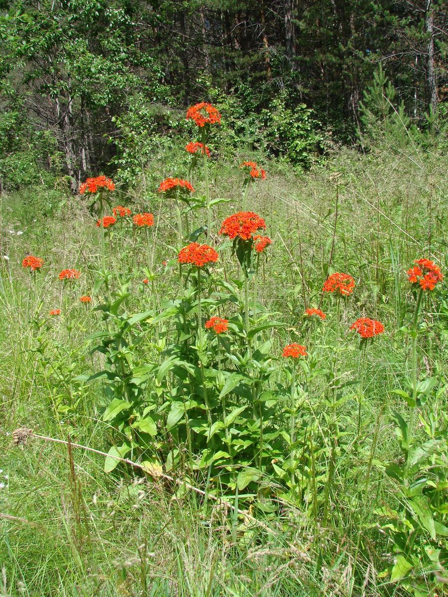 Изображение особи Lychnis chalcedonica.