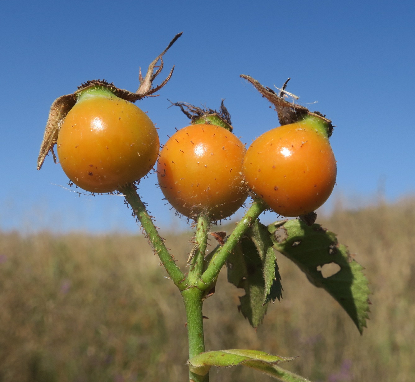 Image of Rosa corymbifera var. tomentosa specimen.