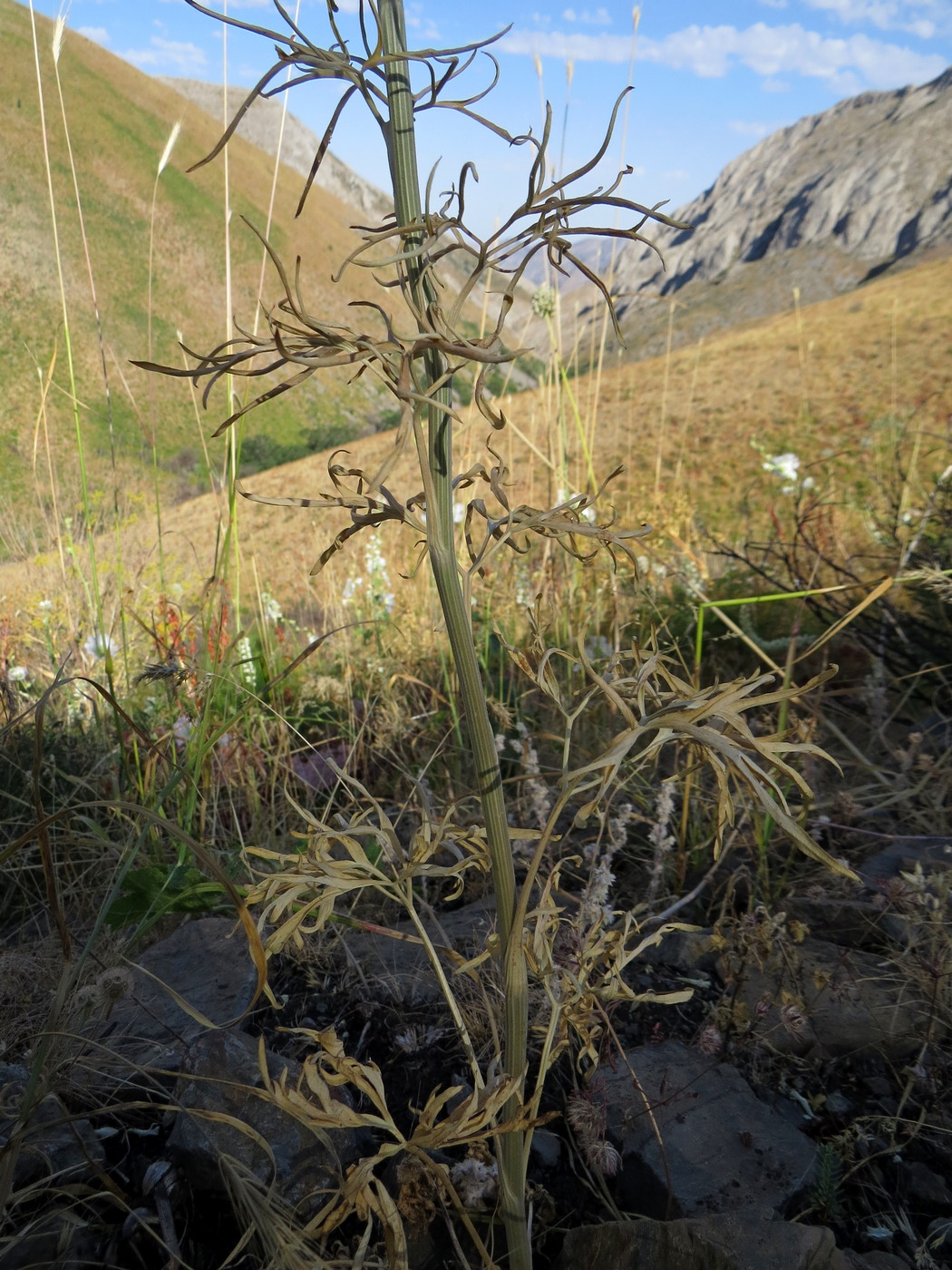 Image of Delphinium biternatum specimen.