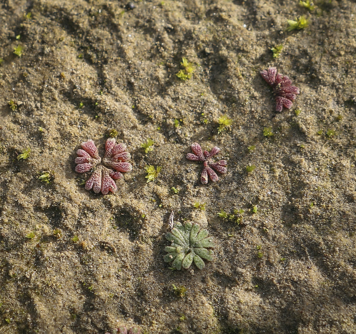 Изображение особи Riccia cavernosa.