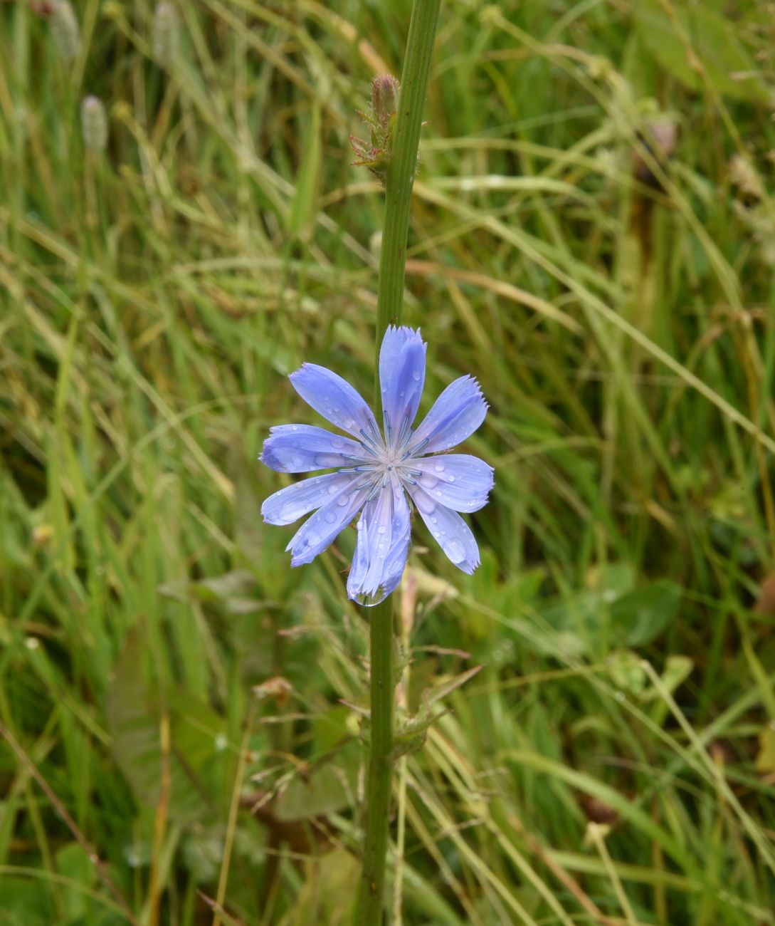 Image of Cichorium intybus specimen.