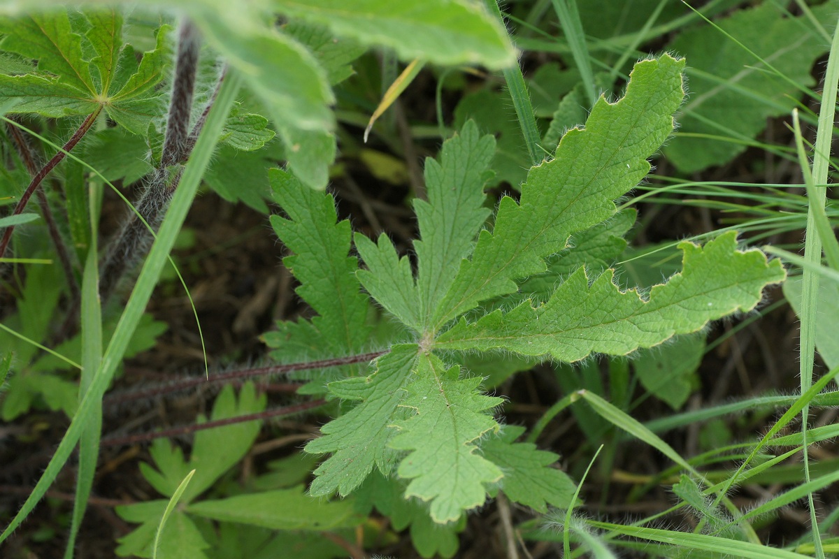 Image of genus Potentilla specimen.