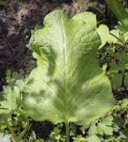 Rumex obtusifolius. Лист. Владимирская обл., окр. г. Александров, сырой луг. 10.06.2022.