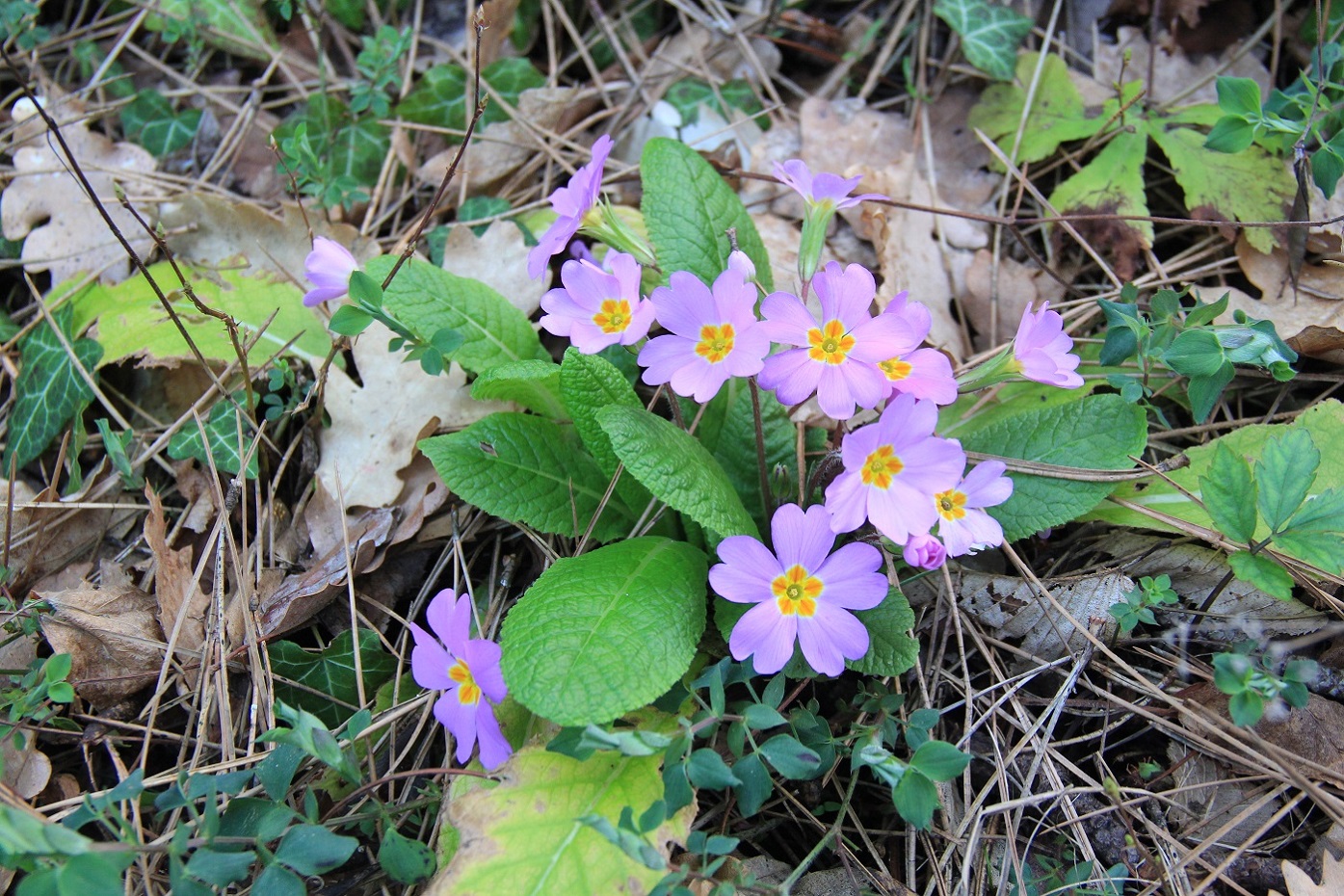 Изображение особи Primula vulgaris.