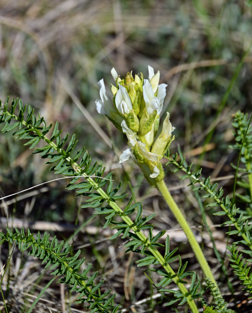 Изображение особи Oxytropis muricata.