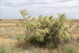 Calligonum aphyllum. Плодоносящее растение. Астраханская обл., Енотаевский р-н, окр. пос. Береговой вблизи трассы \"Каспий\", полынно-злаковая степь. 02.06.2022.