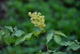 Sambucus racemosa