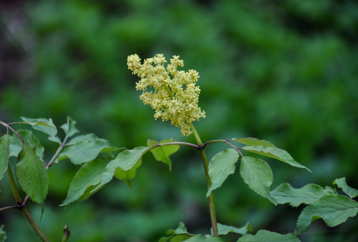 Image of Sambucus racemosa specimen.